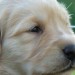 Golden Retriever Puppies Golden Retriever Puppies