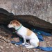 lost family dog lost family dog