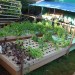 BACKYARD AQUAPONICS BACKYARD AQUAPONICS