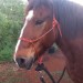 Awesome Icelandic-Type Horse/Pony for Sale! Awesome Icelandic-Type Horse/Pony for Sale!