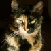 Affectionate cat needs home Affectionate cat needs home