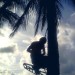 Spikeless Coconut Tree Trimming and Harvesting Spikeless Coconut Tree Trimming and Harvesting