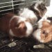 FREE GUINEA PIGS TO GOOD HOME FREE GUINEA PIGS TO GOOD HOME