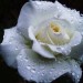 Naturally Polished -cleaning service- Naturally Polished -cleaning service-