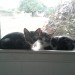 2 kittens to good homes 2 kittens to good homes