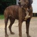 WILL YOU FOSTER OR ADOPT “MARLI”? WILL YOU FOSTER OR ADOPT “MARLI”?
