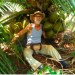 Dwarf Coconut Trees Special February Discounts