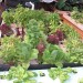 AQUAPONICS WORKSHOP AQUAPONICS WORKSHOP