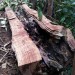Bee Massacre on Sleeping Giant