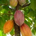 SteelgrassFarm_ChocolateFarmTour_ Cacao_Pods