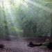 light images-2