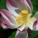 lotus picture